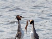 Haubentaucher beim Balztanz